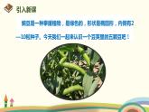 人教部编版四年级语文上册 5 《一个豆荚里的五粒豆》 PPT课件
