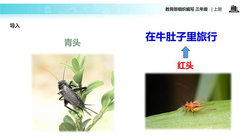 教学课件人教部编版三年级语文上册《在牛肚子里旅行》（语文部编三上） (1)03