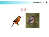 教学课件人教部编版三年级语文上册《灰雀》（语文部编三上） (1)