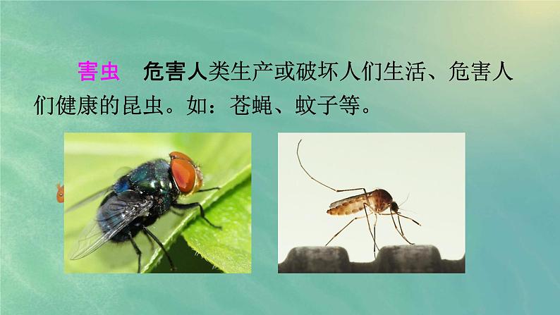 人教部编版一年级语文下册识字5《动物儿歌》精品教学课件PPT小学优秀公开课803