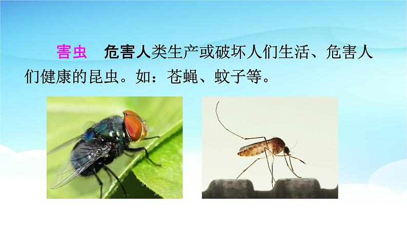 人教部编版一年级语文下册识字5《动物儿歌》精品教学课件PPT小学优秀公开课504