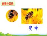 人教部編版小學語文三年級下冊1.4 《昆蟲備忘錄》課件+教案+素材