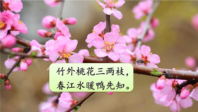 人教部编版小学语文三年级下册口语交际： 春游去哪儿玩 课件+教案04