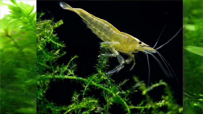 人教部编版语文三年级下册4.15 《小虾》课件+教案+素材02