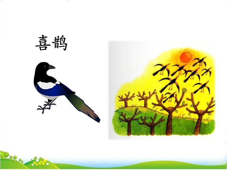 人教部编版语文二年级下册4.9《 枫树上的喜鹊》课件+教案+素材01