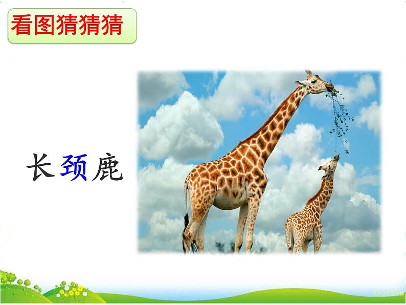 人教部编版语文二年级下册7.20《 蜘蛛开店》课件+教案+素材07