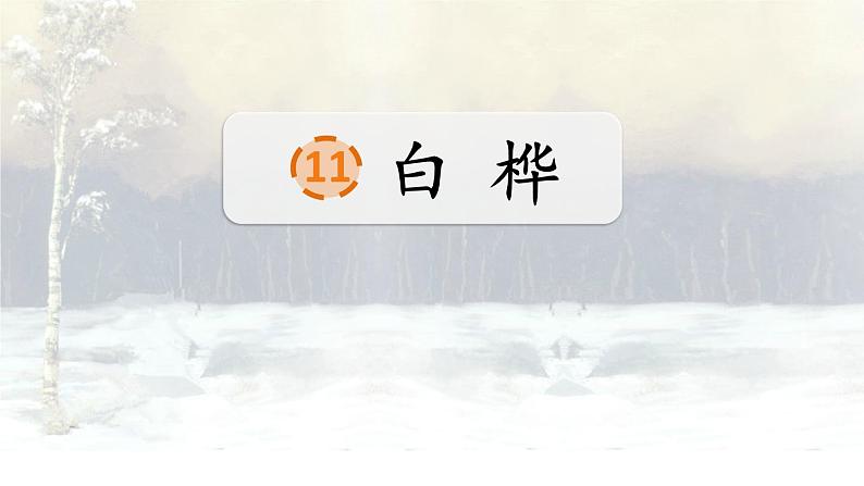 人教部编版语文四年级下册3.11《 白桦》课件+教案+素材01