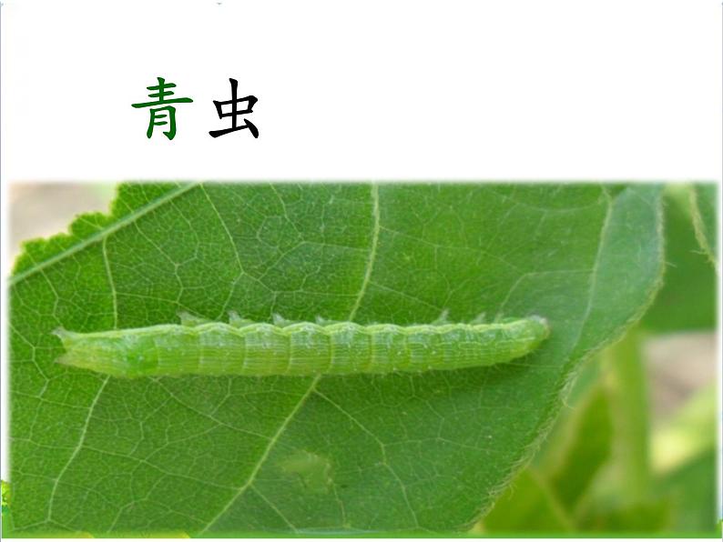 人教部编版语文一年级下册识字1.3《 小青蛙》课件+教案+素材05