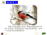统编版三年级语文上册课件26.灰雀