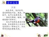 统编版三年级语文上册课件26.灰雀