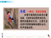部编版三年级语文上册《灰雀》教学课件