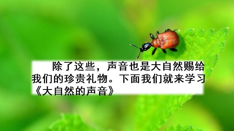 部编版三年级语文上册《大自然的声音》教学课件01