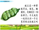 四年级上册语文 《一个豆荚里的五粒豆》 教学课件