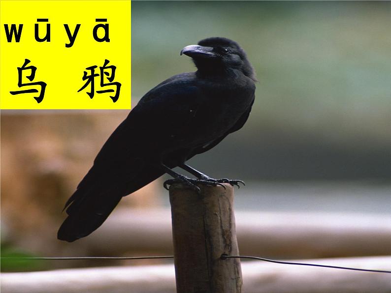 人教部编版语文一年级上册课文 13 《乌鸦喝水》课件+素材02