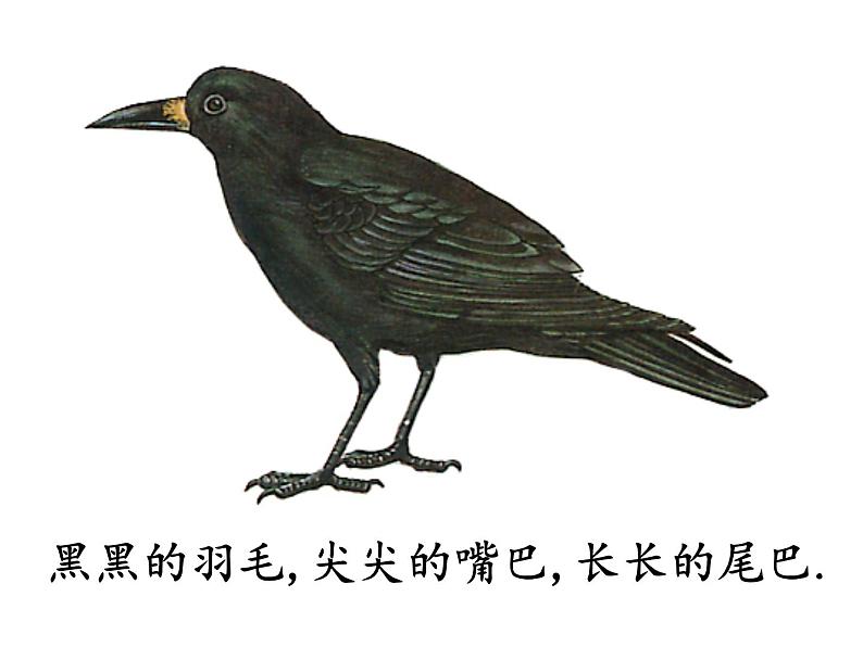 人教部编版语文一年级上册课文 13 《乌鸦喝水》课件+素材04