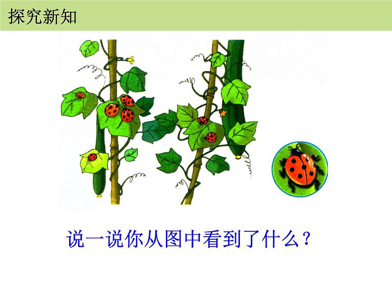 人教版二年级数学上册《7的乘法口诀》PPT课件 (4)第4页