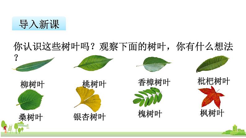 苏教版数学六年级上册 3.10《树叶中的比》PPT课件第4页