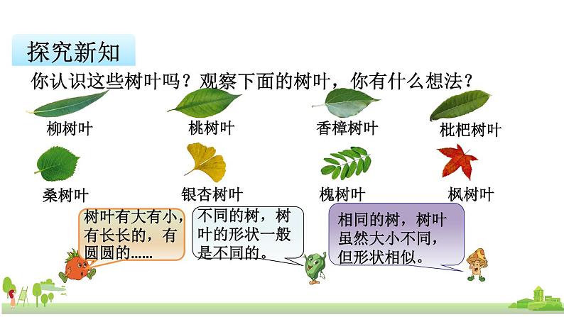 苏教版数学六年级上册 3.10《树叶中的比》PPT课件第5页