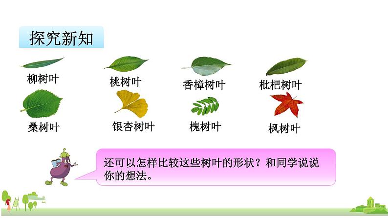 苏教版数学六年级上册 3.10《树叶中的比》PPT课件第6页