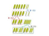 苏教版数学三年级上册 四《两位数除以一位数的笔算除法》课件 课件