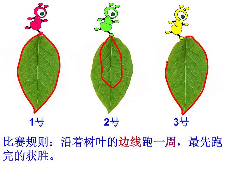 苏教版三年上册认识周长课件第2页