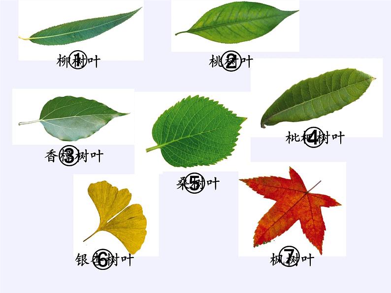 苏教版数学六年级上册 ● 树叶中的比(2) 课件03