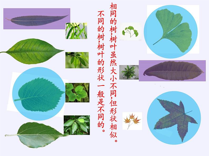 苏教版数学六年级上册 ● 树叶中的比(2) 课件07