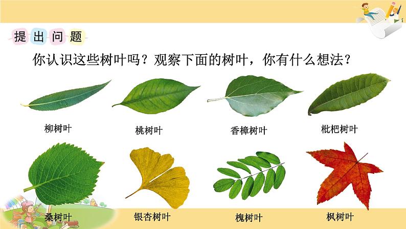 苏教版六年级上册数学课件25.综合实践  树叶中的比第2页