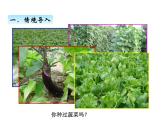 綠色生態(tài)園——解決問題PPT課件免費(fèi)下載