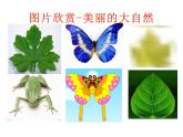 西师大版五年级数学上册 2.3 轴对称图形课件PPT