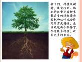 7 种植问题（课件）数学五年级上册-冀教版