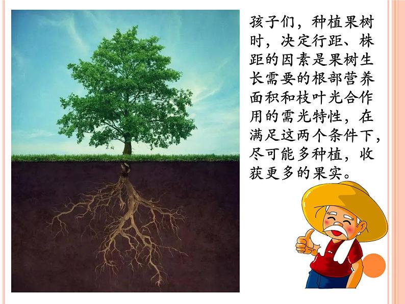 7 种植问题（课件）数学五年级上册-冀教版第5页