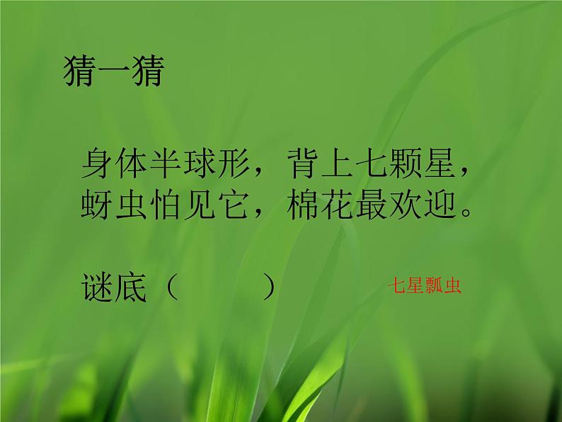 二年级上册数学课件-7 七的乘法口诀-冀教版第3页