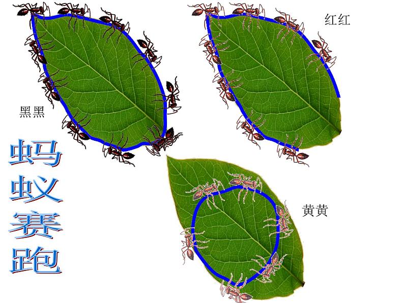 三年级上册数学课件-5.1 什么是周长（12）-北师大版第4页