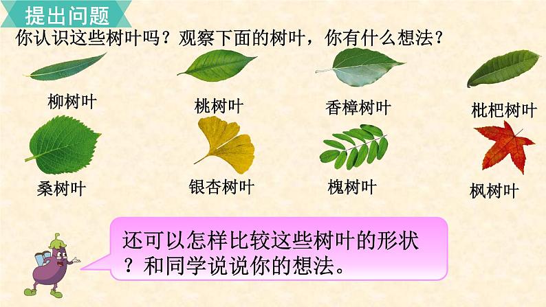 数学苏教（六）上第三单元 树叶中的比课件PPT04