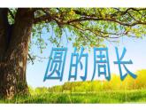 西師大版六年級數(shù)學上冊課件 2.2 圓的周長