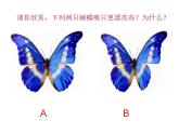 西师大版五年级数学上册课件 2.3 轴对称图形