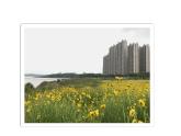 西師大版三年級數(shù)學(xué)上冊 7.1 認(rèn)識周長課件PPT