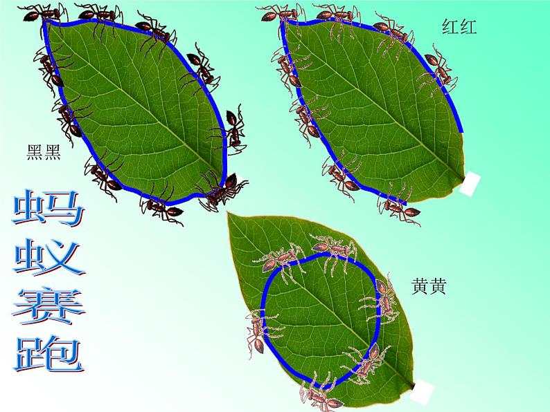 北师大版数学三年级上册 5.1 什么是周长(14)课件第4页