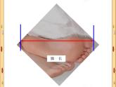 北师大版数学二年级上册 数学好玩 寻找身体上的数学“秘密”_（课件）