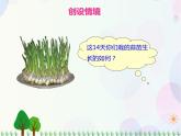 北师大版数学四年级下 第6单元第2课时-栽蒜苗（一）  课件+教案+同步练习