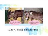 第7單元：奇異的克隆牛1《小數(shù)加減法（信息窗1）》教學(xué)課件1