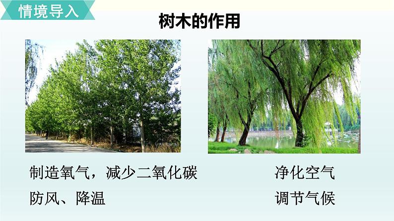 北师一年级上册第七单元第5课时 有几棵树课件PPT第2页