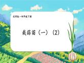 北師大版四下數(shù)學(xué)6.2《栽蒜苗（一）》（2）課件+教案+視頻素材