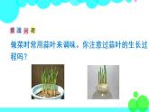苏教数学五年级下册  综合与实践  蒜叶的生长 PPT课件