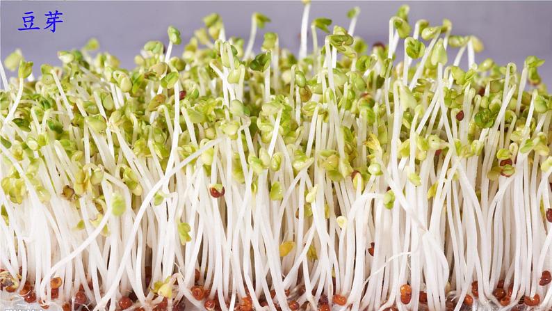 西师大版五下数学第六单元 综合与实践 发豆芽第2页