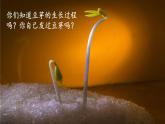 西師大版五下數(shù)學第六單元 綜合與實踐 發(fā)豆芽課件PPT