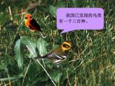 北师大版数学二年级下册 3.1 数一数（一）(1)（课件）