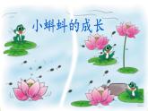北师大版数学二年级下册 5.5 小蝌蚪的成长（课件）