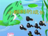 北师大版数学二年级下册 5.5 小蝌蚪的成长(1)（课件）